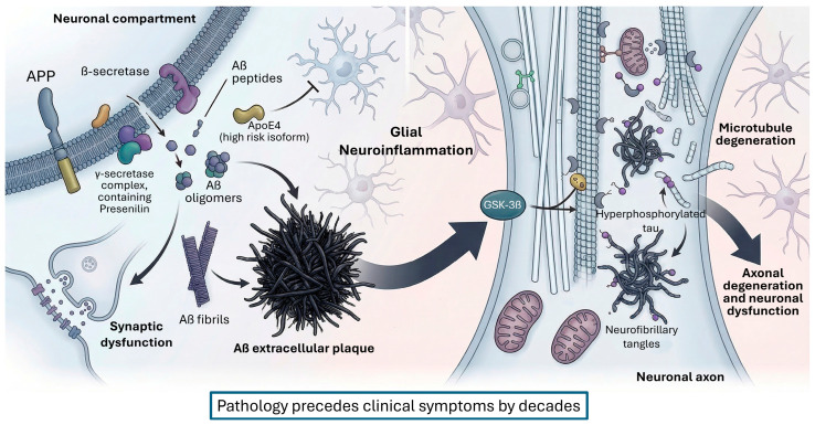 Neuropathological features of Alzheimer’s disease include extracellular Aβ plaque formation following sequential amyloid precursor protein (APP) processing by β- and γ-secretases, and intracellular aggregation of hyperphosphorylated tau into neurofibrillary tangles. Aβ oligomers/fibrils induce synaptotoxic signaling and glial activation, while tau hyperphosphorylation destabilizes microtubules and disrupts axonal transport, jointly amplifying neuroinflammation, synaptic failure, and neuronal vulnerability. Aβ/tau accumulates for years before overt cognitive symptoms, implying early circuit-level and neurotransmitter system dysfunction that precedes dementia onset.