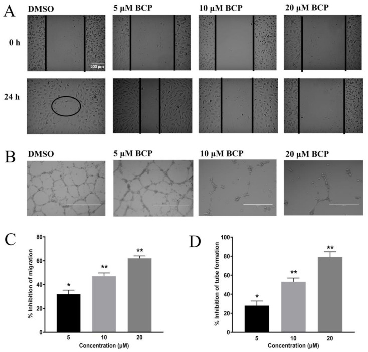 BCP inhibited angiogenesis in vitro. Photomicrographs of scratch assay (A) and tube formation assay (B) after treatment of 0.5% DMSO, 5, 10, and 20 μM BCP with HUVECs for 24 h. The circle in (A) indicates the closure of the wound on the DMSO group at 24 h. The images were captured by an inverted phase-contrast microscope with the scale indicating 200 µm. The concentration-dependent effect of BCP on cell migration assay. Data were represented as mean ± SD (n = 3). * p < 0.05 and ** p < 0.01 compared to DMSO-treated control group (C). The concentration-dependent effect of BCP on tube formation assay. Data was represented as mean ± SD (n = 3), * p < 0.05 and ** p < 0.01 compared to DMSO-treated control group (D).