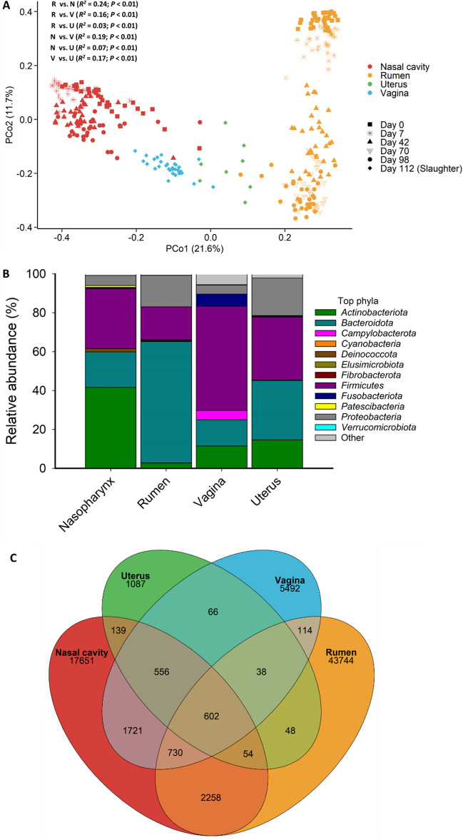(A) Principal coordinates analysis (PCoA) plot of the Bray–Curtis dissimilarities of the nasopharyngeal, ruminal, vaginal and uterine microbiota by sampling day where applicable. The percentage of variation explained by each principal coordinate is indicated on the axes; (B) Stacked bar chart of the most relatively abundant bacterial phyla in these microbial communities; (C) Venn diagram displaying the number of shared and unique ASVs in the nasopharynx, ruminal, vaginal, and uterine microbiota independent of dietary treatment.Pairwise PERMANOVA comparisons are displayed in (A). R = rumen, N = nasopharynx, U = uterus, V = vagina.