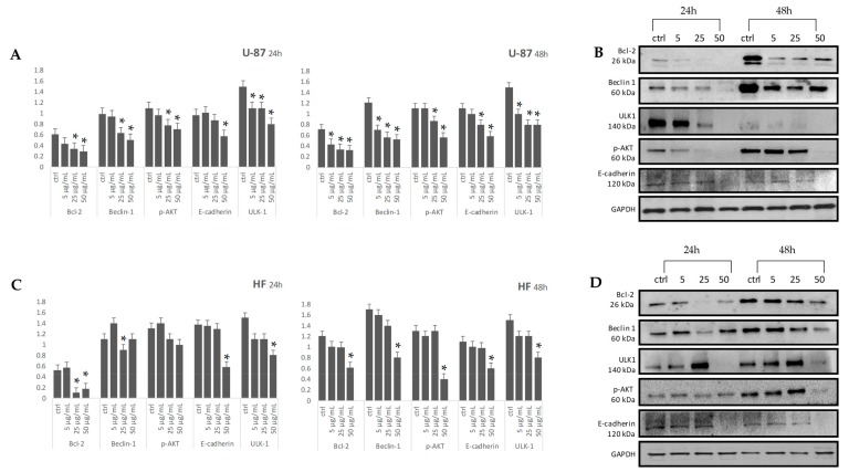 Levels of Bcl-2, Beclin-1, p-AKT, E-cadherin and ULK-1 in U-87 and HF cell types were detected using western blotting with respective antibodies. Graphical representation of pixel quantization of Bcl-2, Beclin-1, p-AKT, E-cadherin, and ULK-1 normalized to GAPDH (panels A, C). The intensities of signals were expressed as arbitrary units. *p < 0.05 vs. untreated cells (ctrl). Representative western blotting image of Bcl-2, Beclin-1, p-AKT, E-cadherin, ULK-1 and GAPDH are in panels B (U-87 cell type), and D (HF cell type).