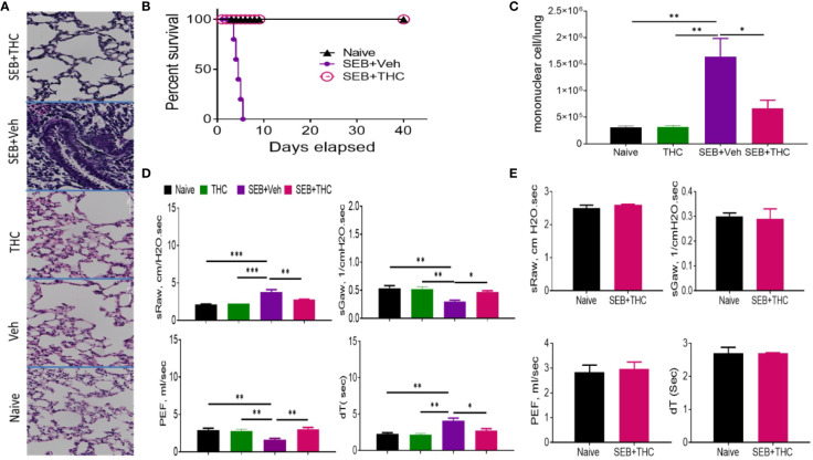 THC attenuates SEB-induced ARDS in mice. SEB was administered first by the intranasal (i.n.) route followed by a second dose of SEB was delivered (i.p.) as described in Methods. Mice were then treated with vehicle (SEB + Veh) or THC (SEB + THC). (A) Representative images of histopathological H and E staining sections of excised lung tissues from naïve, Veh, THC, SEB + Veh, and SEB + THC (B) Showing survival of mice 40 days post lethal dual-dose exposure to SEB and treated with THC or Vehicle and naive group. (C) Total number of MNCs isolated from the lungs. (D) Pulmonary performance (sRaw, specific resistance airway; sGaw, specific conductance airway; PEF, peak of expiratory flow; dT, delayed time of translocation of air from thoracic to nasal canal and verse versa). (E) Evaluation of mice by Whole-body non-invasive plethysmograph Buxco 72 h post-SEB-induced ALI. Pulmonary performance as shown in panel (D), was evaluated in mice that survived after SEB + THC for 40 days when compared to naïve mice. In all these experiments, groups of five mice were used and data confirmed in three independents experiments. Statistical significance is depicted as *p < 0.05, **p < 0.01, ***p < 0.001 between the groups.
