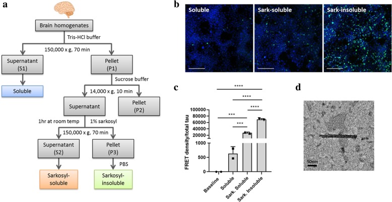 Sarkosyl-insoluble, fibril-like tau species implicated in GGT has the strongest seeding property. a A schematic diagram depicting the isolation method for different tau species from the brain samples. b Representative confocal images showing formation of the most seeding-induced puncta in the tau biosensor cell line upon incubation with sarkosyl-insoluble GGT-tau (scale bar = 100 μm). c The strongest tau seeding activity was detected in sarkosyl-insoluble GGT-tau as measured by the FRET flow cytometry assay. FRET density was normalized to the amount of total tau present in the sample. Data are presented as mean ± SD (***p < 0.001; ****p < 0.0001). d A representative electron microscopy (EM) image showing straight tau filaments in the sarkosyl-insoluble GGT-tau fraction
