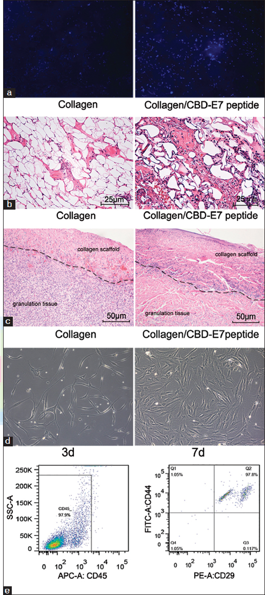 Cellularization of collagen scaffolds. (a) Hoechst 33342 staining of the cells retained on the collagen with different treatments; (b) Cellular distribution in the deep fascia. The number of the cells infiltrated in the deep fascia in the collagen-binding domain (CBD)/peptide group was significantly higher than that in the Scaffold group (per field); (c) Histological evaluations of specimen tissues implanted with collagen scaffolds (left) and collagen/CBD-E7 peptide at day 7 post-surgery. The black curve shows the border between the material and the granulation tissue. (hematoxylin and eosin stain, ×200). (d) Cells derived from CBD-E7 Collagen scaffold at day 3 exhibit characteristic phenotypes of Mesenchymal stem cells (MSCs) (fibroblast-like growth and clumped together in a “swirl” pattern). (e) Fluorescence activated cell sorting (FACS) analysis of the cells remaining on the collagen scaffold.