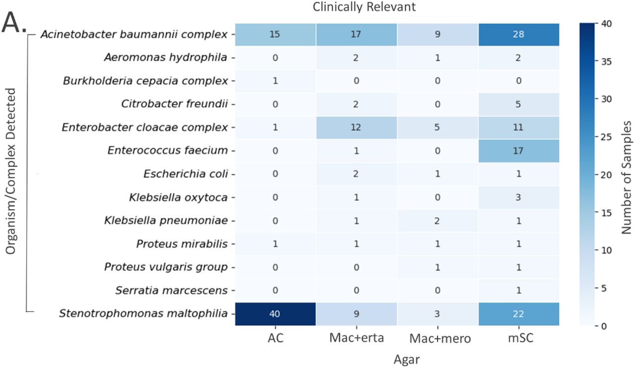 Heatmap of the organisms cultured from three skilled nursing facilities’ wastewater (Georgia, USA; 2022) on selective agars, identified using MALDI-TOF. (3A) Clinically relevant and (3B) Environmental/opportunistic carbapenem-resistant bacteria in healthcare settings (AC = CHROMagar Acinetobacter + MDR Supplement. MAC+erta = MacConkey II agar + ertapenem (10µg disk). MAC+mero = MacConkey II agar + meropenem (10µg disk). mSC = CHROMagar mSuperCARBA, where agar types are not mutually exclusive. Total number of composite samples collected, n = 73.ŦŦ Acinetobacter baumannii complex and Proteus vulgaris group contain both clinically relevant and environmental/opportunistic organisms. Species were counted individually but reported within their respective complex or group according to reporting guidelines.