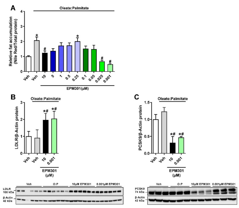 EPM301 reduces fat accumulation and affects the expression of LDL-regulating proteins in HepG2 liver cells. Treatment of fatty acid-exposed HepG2 cells with EPM301 in concentrations of 10 and 0.001 μM reduced fat accumulation, as shown by a Nile Red test (A). EPM301 also upregulated the LDLR protein expression levels (B) and downregulated the PCSK9 expression levels (C) in these cells, as measured by Western blotting. Data represent the mean ± SEM from 3–8 biological replicates per group. * p < 0.05 relative to Veh; # p < 0.05 relative to Veh + O:P.