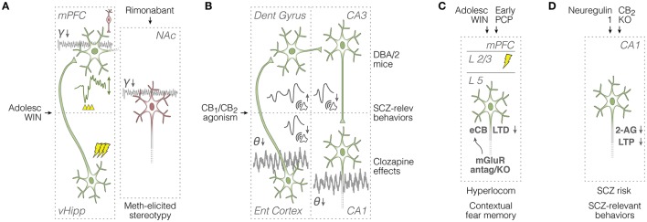Summary of in vivo field potential and in vitro synaptic plasticity studies in rodents. (A) Left: evaluation of mPFC responses (see voltage deflection) to vHipp train stimulation (see lightning icons), and the mPFC capacity to engage in ketamine-potentiated gamma oscillations (see spontaneous field potentials) after adolescent WIN treatment (Raver et al., 2013; Cass et al., 2014). Right: attenuating effects of rimonabant on methamphetamine-potentiated stereotypy and accumbal gamma oscillations (Morra et al., 2012). Green and red neurons are glutamatergic and GABAergic, respectively. (B) Overall effects of cannabinoid agonists on spontaneous theta oscillations and auditory evoked potentials across entorhinal cortical and hippocampal circuits (Dissanayake et al., 2008; Hajós et al., 2008), and relationships with schizophrenia-relevant mouse models and manipulations (Smucny et al., 2014). (C) In vitro assessment of mPFC synaptic plasticity and glutamatergic neurotransmission after adolescent WIN or early-life PCP exposure: association with schizophrenia-like symptoms (Lafourcade et al., 2007; Jew et al., 2013; Lovelace et al., 2014, 2015). (D) In vitro assessment of CA1 synaptic plasticity and eCB neurotransmission: relationships with schizophrenia risk factors and cannabinoid receptor activation (Du et al., 2013; Kim and Li, 2015; Li and Kim, 2016). 2-AG, 2-arachidonoyl-glycerol; adolesc, adolescent; antag, antagonism; dent, dentate; eCB-LTD, endocannabinoid long-term depression; ent, entorhinal; γ, gamma oscillations; hyperlocom, hyperlocomotion; KO, knockout; L, layer; LTP, long-term potentiation; meth, methamphetamine; mGluR, metabotropic glutamate receptors; mPFC, medial prefrontal cortex; NAc, nucleus accumbens; PCP, phencyclidine; relev, relevant; SCZ, schizophrenia; θ, theta oscillations; vHipp, ventral hippocampus; WIN, WIN 55,212-2.