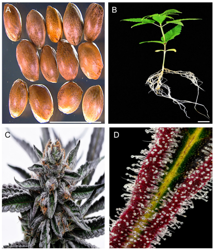 Cannabis sativa description. (A) Hemp seeds of the Korean cultivar, Cheungsam. (B) Two-week-old hemp seedling. (C) Cannabis inflorescence and upper leaves covered with trichomes. (D) Glandular trichomes of Cannabis. (C,D) by Curtis Taylor and used here with permission. (Scale bar: 1 cm).