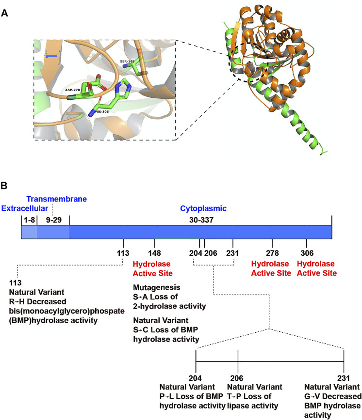 Spatial structure model of ABHD6 and its functional sites. (A) ABHD6 consists of an eight chain β-sheet with surrounding α-helices. The catalytic triad is composed of a nucleophilic residue (Ser148), an acidic residue (Asp278) and a histidine (His306). (B) Mutation or natural variation may occur at some sites of ABHD6, resulting in the decrease or loss of partial hydrolytic function of the enzyme. There is no document report that ABHD6 has modification sites on protein structures.