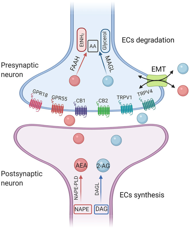 A simplified illustration of endocannabinoid synthesis and degradation pathway. The diacylglycerol lipases (DAGLα and DAGLβ) hydrolyze DAG to generate 2-AG. DAGL-α is expressed on postsynaptic neurons within various brain regions. In contrast, DAGL-β is most highly expressed on microglia. 2-AG is preferentially degraded by monoglyceride lipase (MAGL). The main synthetase of AEA is N-acyl-phosphatidylethanolamine-phospholipase D (NAPE-PLD). The degradation enzyme of AEA is fatty amide hydrolase (FAAH). AEA, anandamide; 2-AG, 2-arachidonoyl-glycerol; CB1, cannabinoid receptor 1; CB2, cannabinoid receptor 2; TRPV1, transient receptor potential cation channel subfamily V member 1; GPRs, orphan G-protein-coupled receptors; AA, arachidonic acid; EtNH2, ethanolamine; EMT, extraneuronal monoamine transporter.