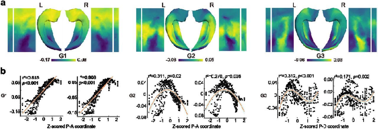 Replicated results for the first three hippocampal-cortical functional gradients in the CBD dataset.