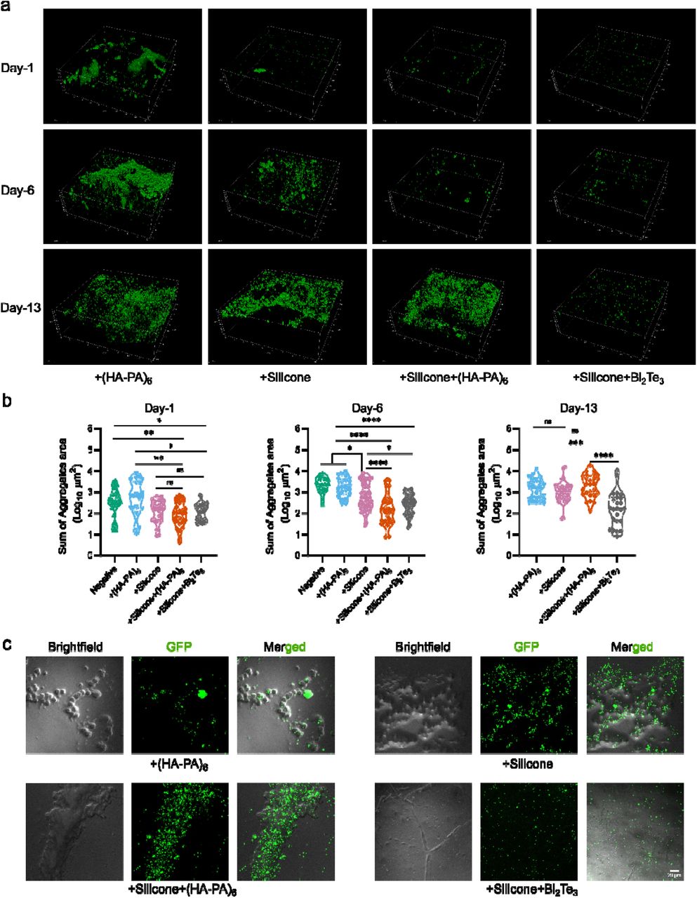 Confocal imaging of explanted biomaterials reveals that bismuth telluride maintains reduced immune cell adhesion and robust anti-biofilm efficacy.(a) Representative confocal images (3D representation) of explanted biomaterials illustrating GFP-expressing S. aureus mediated biofilm formation on surfaces at early, delayed, and late infection time points.(b) Quantitative analysis of images presented in ‘a’, showing total bacterial aggregate area (calculated as sum of GFP fluorescence intensity) across different coating conditions and explanted time points.(c) Representative images (∼12 of 24 fields of view (FOVs) of each biomaterial surface except for silicone-Bi2Te3 which is based on 22 of 24 FoVs) showing immune cells (brightfield) and bacterial aggregates on explanted biomaterials at day-13.Bacterial aggregate quantification was performed with a minimum of 6 FOVs analyzed per biomaterial (at least 4 repeats for each biomaterial). Statistical analysis was performed using one way ANOVA followed by Tukey’s multiple comparison test. Statistical significance is denoted as *p<0.05, **p<0.01, ***p<0.001, ****p<0.0001, and ns=non-significant.