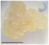 cells-15-00385-i004.jpg