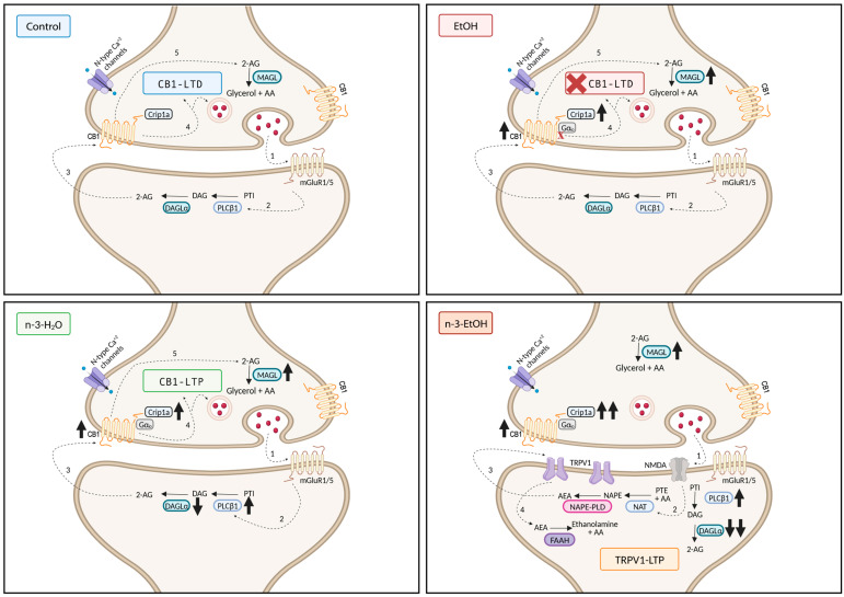 Summary of the main findings in the context of our previous reports [3,28,29]: Under physiological conditions (Control), LFS (10 Hz, 10 min) induces CB1-dependent LTD at excitatory MPP synapses in the DG. This form of synaptic plasticity requires the activation of group I mGluRs (1), which triggers the production of 2-AG by PLCβ1 and DAGLα (2), which then acts retrogradely on presynaptic CB1 receptors (3), leading to LTD (4). 2-AG is subsequently degraded by MAGL (5). Binge drinking during adolescence (EtOH) leads, after a period of abstinence, to an increase in CB1 receptors (↑), Crip1a (↑) and MAGL (↑) in synaptosomes, resulting in the abolishment of CB1-LTD and impaired cognitive performance in the Barnes maze test. Omega-3 supplementation during abstinence (n-3-EtOH) also increases CB1 receptors (↑), Crip1a (↑↑), MAGL (↑), and PLCβ1 (↑), while drastically decreasing DAGLα (↓↓) in synaptosomes. These changes in the ECS are associated with glutamate-activated NMDA receptors (1), which trigger AEA production (2) and postsynaptic TRPV1 activation (3). This leads to TRPV1-dependent LTP at the MPP synapses, resulting in a recovery of Barnes maze performance to levels comparable to control mice. AEA is subsequently degraded by FAAH (4). Omega-3 supplementation (n-3-H2O) also increases CB1 receptors (↑), Crip1a (↑), MAGL (↑), and PLCβ1 (↑), while decreasing DAGLα (↓) in synaptosomes. These changes in ECS components correlate with LTP at the MPP synapses. However, in contrast to n-3-EtOH, this form of synaptic plasticity is dependent on group I mGluRs (1), 2-AG synthesis (2), and CB1 receptors (3), ultimately leading to LTP (4). Subsequently, 2-AG is degraded by MAGL (5). Created in BioRender. Administrator, S. (2025) https://BioRender.com/g04m048 (accessed on 24 January 2025).