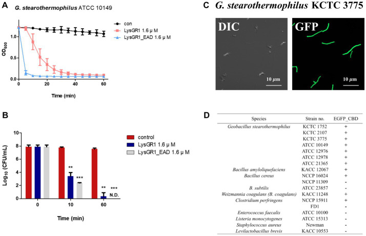Antimicrobial and binding activity of LysGR1 and its domains. (A) Comparisons of the lytic activity of LysGR1 and its EAD against G. stearothermophilus ATCC 10149 cells. (B) Time-killing activity of LysGR1 and EAD against G. stearothermophilus ATCC 10149 cells was determined in PBS buffer. The error bars indicate the standard deviation and data were replicated for three independent times and analyzed based on the PBS results by t-test, *p < 0.05, **p < 0.01, ***p < 0.005. (C) Binding capacity of LysGR1_CBD toward G. stearothermophilus KCTC 3775 cells. (D) Binding spectrum of LysGR1_CBD.