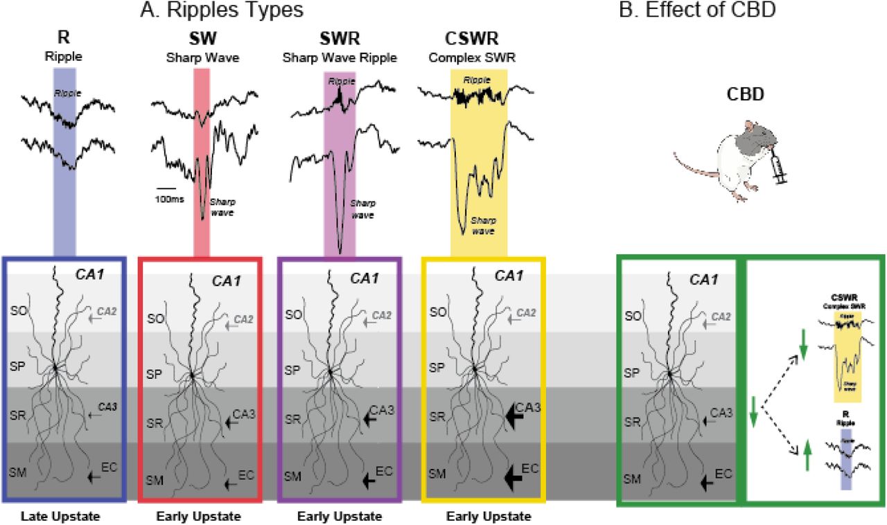 Summary:A. In the present study we applied a threshold-based approach to detect hippocampal ripple and sharp wave oscillations and identified four unique types of events: ripples without sharp waves (R), sharp waves without ripples (SW), sharp wave ripples (SWR) and multiple sharp waves occurring with one long ripple (cSWR). SW, SWR and cSWR shared a common CA3 dominated input pattern, which differed in scale, and events occurred at the transition of the cortical down to upstate. In contrast, R showed a relative higher mEC input and these events occurred in the cortical upstate. B. CBD intake selectively inhibited CA3 input to CA1, which led to the occurrence of fewer cSWR and more R.