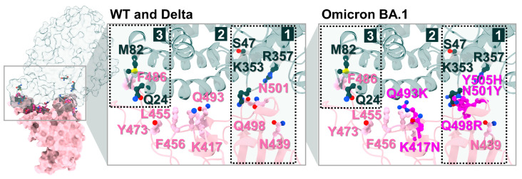 Binding interface and key residue mapping between the SARS-CoV-2 WT RBD (pink) and the human ACE2 receptor (green). Three major interaction pockets (labeled 1, 2, and 3) were identified as potential targets for small-molecule inhibition [28], and they are shown together with key interface residues and selected Omicron BA.1 mutation sites relevant to the pocket regions. WT and Delta are shown together, where the labeled interface residues are conserved in the present structural representation. Key interface residues and selected mutation sites are shown as ball and stick representations in both panels. Atom colors follow standard element coloring (e.g., O, red; N, blue). The full variant-specific mutation map is provided in Figure 1B.