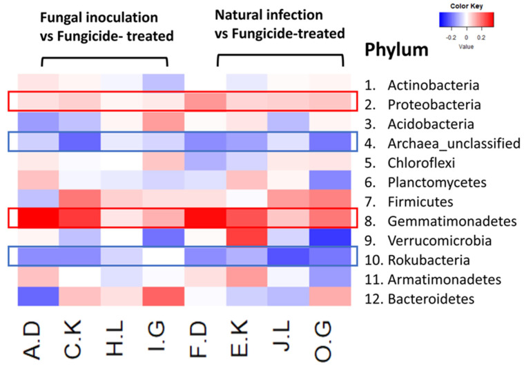 The relative abundance (RA) of the top 12 (out of 31) phyla between fungicide-treated and other treatments in the hemp rhizosphere. Note: The ratios of fungicide-treated to fungal inoculation for the hemp cultivars Otto II, BaOx, Cherry Citrus, Wife are represented by A.D, C.K, H.L, I.G, while the ratios of fungicide-treated to natural infection for the same cultivars are denoted by F.D, E.K, J.L, O.G. Two color scales are utilized, with blue indicating low abundance and red indicating high abundance in fungicide-treated samples compared to fungal inoculation or natural infection.