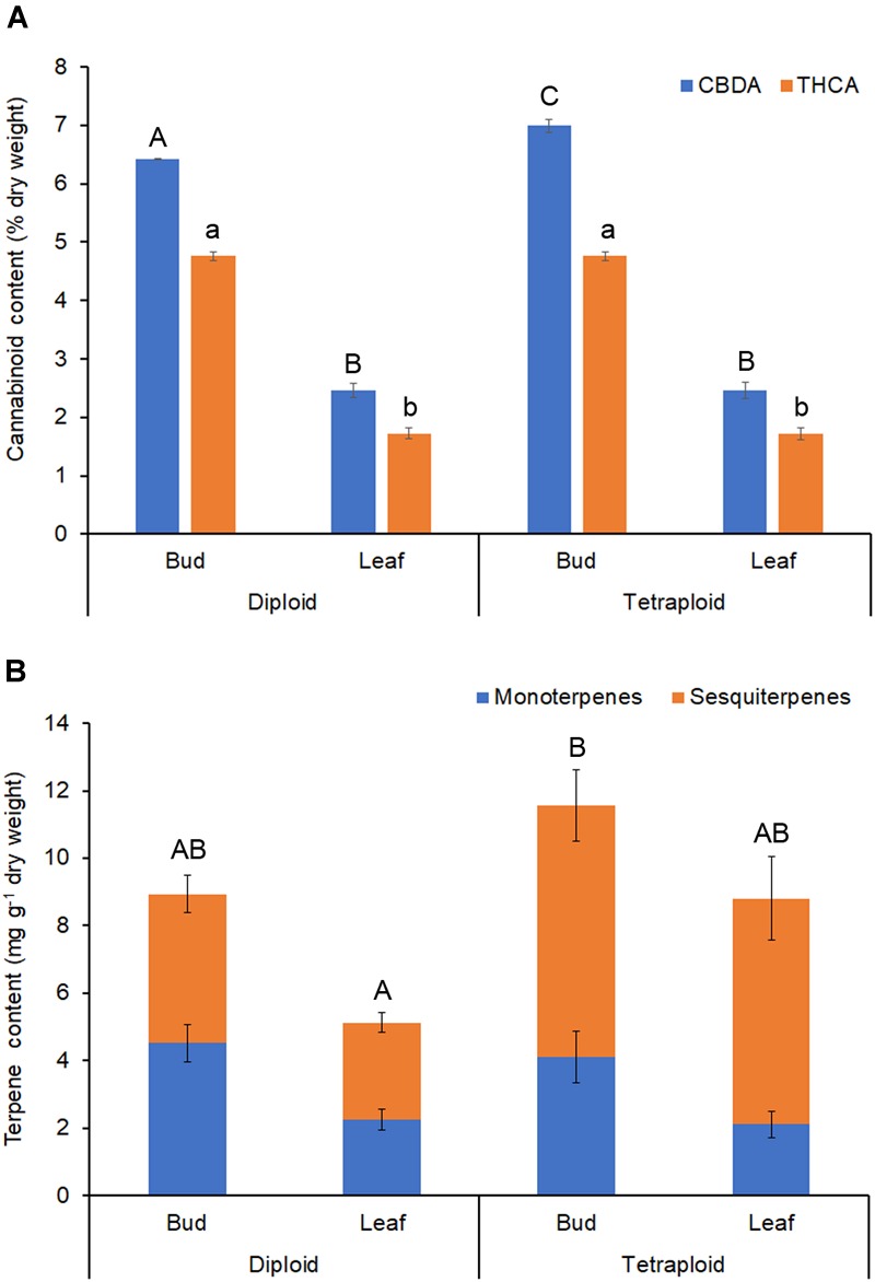Phytochemical content. Dried buds and leaves of strain 2 C. sativa plants of different ploidy were assessed by HPLC and GC for cannabinoids and terpenes, respectively. (A) Cannabinoid profile. (B) Terpene profile. Data are means ± standard error (n = 10 for diploids, n = 9 for tetraploids, cannabinoid samples analyzed in duplicate). Means (CBDA/THCA/total terpenes) with different upper/lower-case letters are significantly different (ANOVA with Tukey’s post hoc test, p < 0.05).