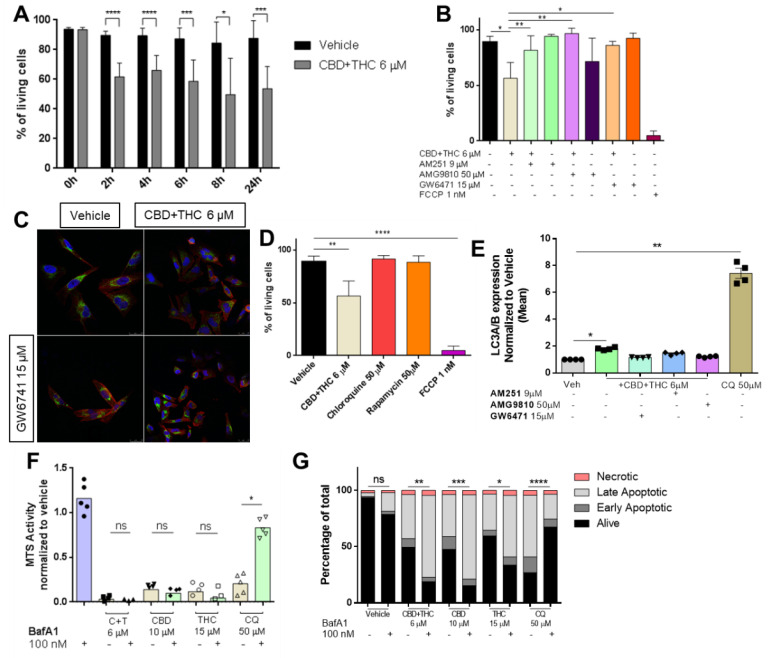 Cannabinoids impair mitochondrial integrity. (A) Cells were treated with 6 µM of a combination of CBD and THC (ratio 1:1) for 0, 2, 4, 6, 8 and 24 h followed by JC-1 staining and flow cytometric analysis for assessment of mitochondrial integrity. (B) Prior to the combined treatment of 6 µM of CBD and THC (ratio 1:1) for 24 h, A2058 cells were treated with 9 µM AM251 (CB1 antagonist), 50 µM AMG9810 (TRPV1 antagonist) or 15 µM GW6471 (PPARα antagonist) followed by JC-1 staining and flow cytometric analysis. An amount of 1 nM of FCCP was used as a positive control. (C) Cells were treated with 6 µM of a combination of CBD and THC for 2 h with or without prior treatment with 15 µM of GW6471. After treatment, cells were stained for their nuclei (DAPI staining, blue), cytochrome c (green) and their actin skeleton (phalloidin, red), and representative images were taken. (D) Cells were treated with vehicle, 6 µM of CBD and THC, 50 µM of chloroquine, 50 µM of rapamycin or 1 nM of FCCP for 24 h followed by JC-1 staining and flow cytometric analysis. (E) Prior to treatment with 6 µM of a combination of CBD and THC for 24 h, A2058 cells were treated with 9 µM of AM251, 50 µM of AMG9810 or 15 µM of GW6471, stained for LC3A/B expression and analysed by flow cytometric. (F,G) A2058 cells were treated with 100 nM of BafA1 followed by treatment with 6 µM of CBD and THC (C + T), 10 µM CBD, 15 µM THC or 50 µM chloroquine for 24 h followed by cell viability assessment by (F) MTS assay or (G) AnnexinV/PI co-staining. Data are presented as mean ± SD; ns = not significant; * = p < 0.05; ** = p < 0.01; *** = p < 0.001 and **** = p < 0.0001.