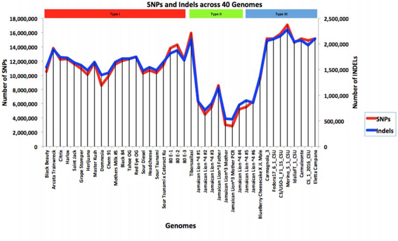 DRAGEN SNP calls across 40 genomes aligned to the maternal reference. DRAGEN conditions. 2 × 150 DNA sequences were aligned to the maternal Jamaican Lion reference using DRAGEN unified genotyping platform (DRAGEN HostSoftware V.05.011.281.3.2.5).