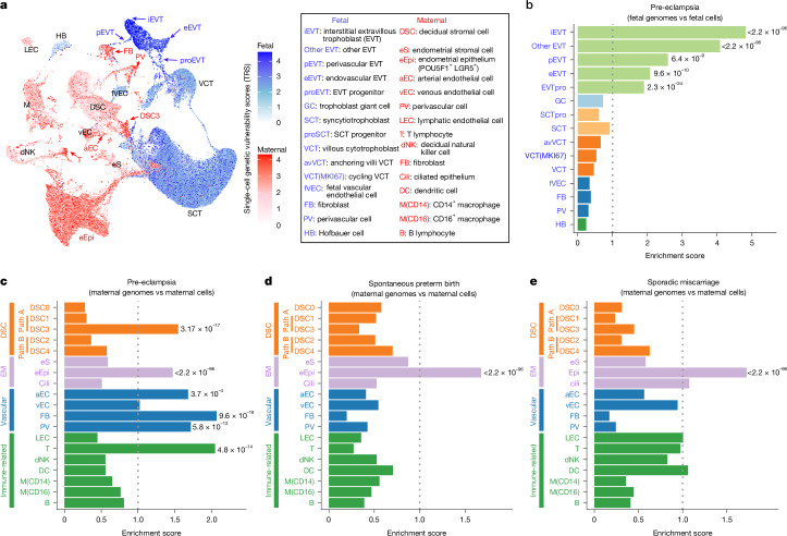 Single-cell risk map of major pregnancy complications.a, Single-cell multiomics was integrated with maternal and fetal pre-eclampsia GWASs by mapping high-risk variants onto open chromatin in single cells, revealing cell-type-specific genetic vulnerabilities and pinpointing risk-enriched populations. TRS, trait relevance scores. b,c, Maternal or fetal cell types and subtypes showing significant associations with pre-eclampsia. The proportion of risk-associated cells within each source was compared to the maternal or fetal background. Enrichment is shown as fold change; P values, Fisher’s exact test (two-tailed) with Benjamini–Hochberg correction. b, Fetal GWAS risk associations in fetal cell types. c, Maternal GWAS risk associations in maternal cell types. EM, endometrium. LEC, lymphatic endothelial cell. d,e, Parallel enrichment analyses for maternal GWAS risk in spontaneous preterm birth (d) and sporadic miscarriage (e) across maternal cell types indicate distinct maternal cellular contributors. Only subtypes with more than 200 cells were included. P values, Fisher’s exact test (two-tailed) with Benjamini–Hochberg correction.Source data