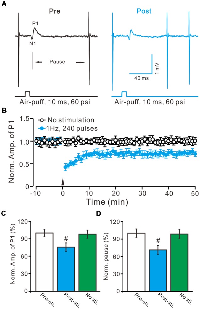 Facial stimulation at 1 Hz induces molecular layer interneuron-PC long-term depression (MLI-PC) LTD in the cerebellar cortex of control mice. (A) Representative cell-attached recording traces, showing air-puff stimulation (10 ms, 60 psi)-evoked responses in a cerebellar PC before (Pre) and after (post) delivering 1 Hz (240 pulses) stimulation. (B) Summary of the normalized positive component (P1) amplitude under control conditions (No stimulation, open circle; n = 8 mice) and delivery of 1 Hz facial stimulation (arrow head; filled circles; n = 8 mice). (C) Bar graph (n = 8 mice) showing the normalized amplitude of P1 before (Pre sti.) and after (Post sti.) delivery of 1 Hz stimulation and no stimulation (No sti). (D) Summary of data (n = 8 mice) showing the normalized pause of a simple spike firing before (Pre sti.) and after (Post sti.) delivery of 1 Hz stimulation and no stimulation (No sti.). Note that facial stimulation at 1 Hz induced MLI-PC LTD in mouse cerebellar cortex. Data points are mean ± SEM. #P < 0.05 vs. baseline (Pre-sti.).