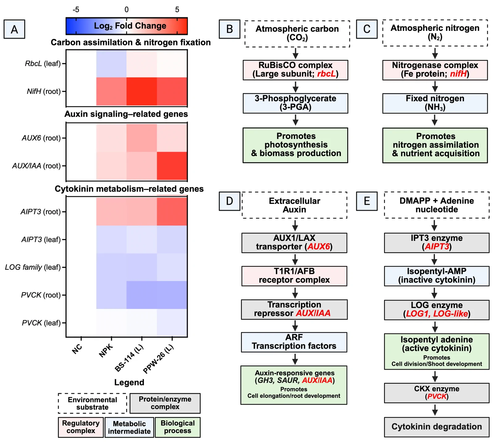 Figure presents a multi-panel schematic summarizing gene expression changes and metabolic pathways. Panel A shows heatmaps of gene expression log2 fold changes in carbon assimilation and nitrogen fixation, auxin signaling, and cytokinin metabolism across NC, NPK, BS-114(L), and PPW-26(L). Panels B and C diagram metabolic pathways for carbon and nitrogen fixation, highlighting key genes rbcL and nifH. Panels D and Eoutline auxin and cytokinin signaling and metabolism, listing major proteins, enzymes,and regulatory steps, with specific gene names noted in red. A color legend and symbolexplanations are included for reference.
