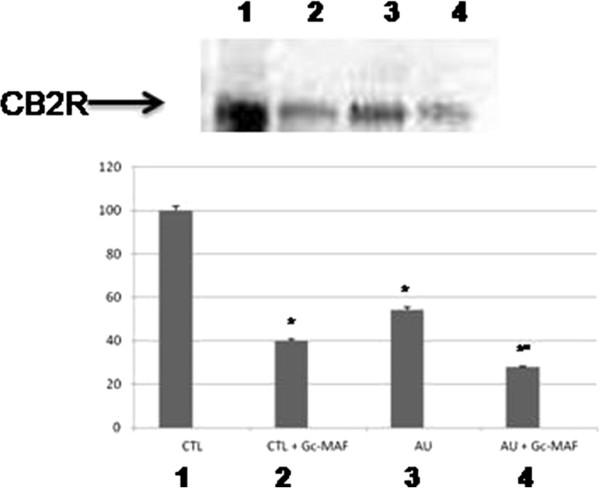 Representative Western blot analysis of CB2R protein levels in the blood monocyte-derived macrophages (BMDMs) obtained from the autistic children and the healthy controls. (1) untreated BMDMs from healthy control subjects; (2) GcMAF-treated BMDMs from healthy control subjects; (3) untreated BMDMs from autistic disorder subjects; (4) Gc-MAF-treated BMDMs from autistic disorder subjects. The histograms indicate percentage variations in CB2R protein levels in the BMDMs. * indicates significant difference versus healthy controls; ° indicates significant difference versusGcMAF untreated autistic BMDMs.