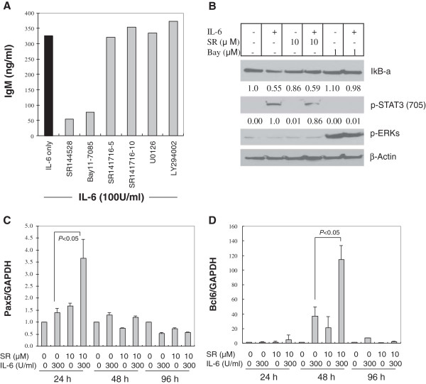 Modulation of STAT3, but not NF-κB and PI-3 K and ERK/MEK, is involved in the inhibition of IL-6-induced IgM secretion by SR144528. (A) SKW 6.4 cells were pretreated with CB2 antagonist SR144528 (10 μM) or CB1 antagonist SR141716 (5 or 10 μM) or the indicated inhibitors (Bay11-7085, 0.01 μM; U0126: 15 μM; LY294002, 15 μM) for 30 min, followed by IL-6 (100 U/ml) exposure for 4 days. IgM in the culture supernatants was measured by ELISA. Background IgM secretion was 99 ng/ml and was subtracted from the IL-6-induced secreted IgM shown. (B) SKW 6.4 cells were pretreated with SR144528 (SR) or Bay11-7085 (Bay) for 30 min, followed by IL-6 (300 U/ml) stimulation for another 45 min. After harvest, the whole-cell lysates were subjected to Western blot analysis and detected with indicated antibodies. β-Actin served as loading control. The numbers below the IκB-α and p-STAT3 (705) bands indicated the normalized ratios of the target band and their respective β-Actin. (C-D) SKW 6.4 cells were treated with IL-6 in the absence or presence of SR144528 (SR) for 24, 48 or 96 hrs, respectively. Total cellular RNA was extracted with Trizol Reagent and reverse transcribed into cDNA by using SuperScript RT III enzyme. SYBR Green-based real-time PCR for each gene was performed and the results were normalized against the control of GAPDH signals. Final concentrations of DMSO in the tested wells were equal or less than 0.05%.