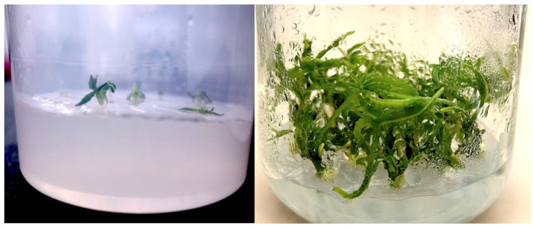 Tissue culture-derived plantlets from a meristem culture (left) and from a nodal culture (right) were assayed to determine the background microbes present. Tissue culture conditions were as described by Punja et al. [108], and leaf tissues were collected and processed for microbiome analysis as described in the methods section.