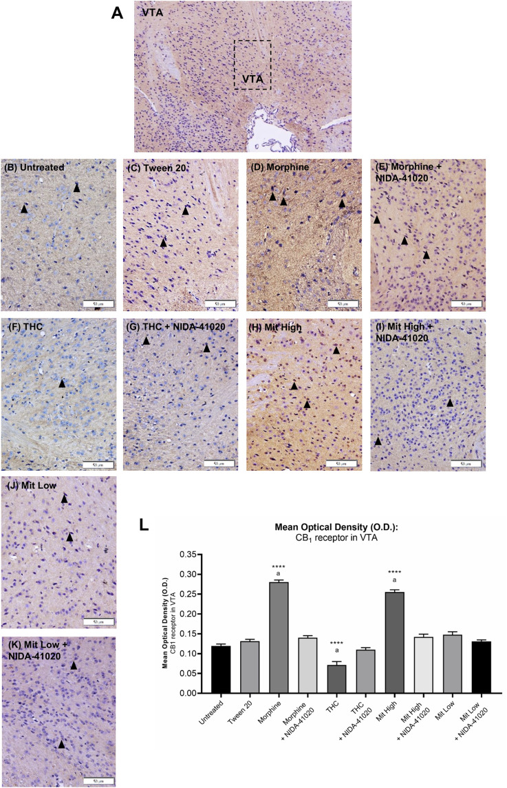 Effects of drug intervention on CB1 receptor staining in (A) mice VTA (×100 magnification). The micrographs represent (B) untreated, (C) Tween 20, (D) morphine, (E) morphine + NIDA-41020, (F) THC, (G) THC + NIDA-41020, (H) high-dose mitragynine, (I) high-dose mitragynine + NIDA-41020, (J) low-dose mitragynine, and (K) low-dose mitragynine + NIDA-41020 groups at ×400 magnification. Arrowheads indicate CB1 immunoreactive neurons and the surrounding fibers. (L) Densitometric analysis are shown as mean + SEM of 15 replicates per group. ****p < 0.0001 vs Tween 20; a: p < 0.05 vs drug + NIDA-41020 groups (one-way ANOVA followed by post-hoc Tukey test). Bars = 50 µm.