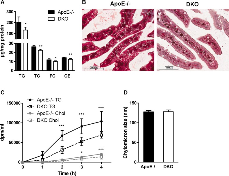 Delayed chylomicron secretion in DKO mice(A) Biochemical quantification of (A) TG, TC, FC, and CE in the intestine of WTD-fed and overnight fasted mice 90 min post-gavage with 100 μl corn oil containing 0.25% cholesterol (n = 5). (B) Representative images of oil red O-stained jejunal sections of the same mice (20× magnification). (C) Chylomicron secretion determined as plasma radioactivity distribution after i.p. tyloxapol injection and gavage with corn oil containing [3H]triolein and [14C]cholesterol (n = 5). (D) Chylomicron size measured by light-scattering (n = 3). Data represent means ± SD; *p < 0.05, **p ≤ 0.01, ***p ≤ 0.001.