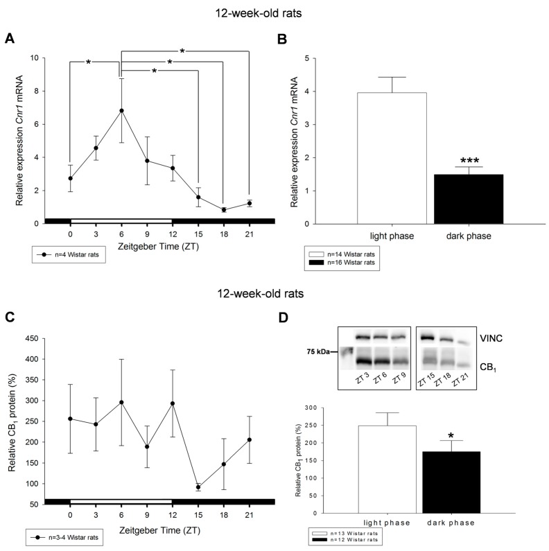 Diurnal profiles of cannabinoid receptor Cnr1 mRNA (A) and CB1 protein (C) in liver of 12-week-old rats are shown. Diurnal differences were analyzed by Mann–Whitney test; * p < 0.05, *** p < 0.001. Values of light phase as well as those of dark phase are summarized for Cnr1 mRNA (B) and CB1 protein (D). The insets in (D) illustrate the detection of single band of 64 kDa of CB1 via Western blotting in liver tissue obtained from the middle of the day respective night. Vinculin (VINC) was used as control protein.