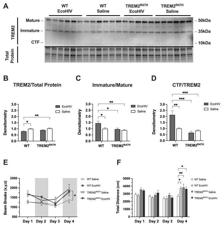EcoHIV reduces levels of TREM2 and alters memory in WT and TREM2R47H mice. (A) Detection of the mature, immature, and CTF isoforms for TREM2 in wild type (WT) and TREM2R47H mice treated with EcoHIV or saline. Densitometry ratios for (B) total TREM2, (C) immature/mature TREM2 isoforms, and (D) CTF isoform/total TREM2, all normalized to total protein band density. (E) Total activity measurements represented as beam breaks over four days in WT and TREM2R47H mice treated with EcoHIV or saline. (F) Total distance traveled during behavioral testing in WT and TREM2R47H mice treated with EcoHIV or saline. Day 4 of behavioral tests occurred 72 h after mice were tested for three consecutive days (days 1–3). Data presented as mean ± SEM and analyzed using two-way ANOVA with Holm–Sidak’s multiple comparisons tests; n = 4–6 per condition; * p < 0.05, ** p < 0.01, *** p < 0.001. Abbreviations: CTF, carboxy terminal fragment.