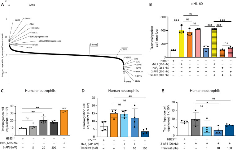 TRPV2 was identified as the potential cell surface receptor for HxA3.(A) Intensity plot of proteins identified by proteomic analysis of sample collected using the cell surface subtraction schema (fig. S2). (B) The nonselective TRPV agonist 2-aminoethoxydiphenyl borate (2-APB) at 200 nM was tested for induction of dHL-60 cell migration compared to HxA3 and fMLP. TRPV2 channel blocker N-(3′,4′-dimethoxycinnamoyl) anthranilic acid (tranilast) at 100 nM was then tested for suppression of dHL-60 cell migration induced by HxA3, 2-APB, or fMLP. Migration studies for HL-60 and dHL-60 cells were performed for 30 min at 37°C using Transwell filters. Data are shown as means ± SEM for at least three independent experiments (n = 3) for dHL-60 cells [(A) and (B)]. (C to E) Migration phenotypes were confirmed using freshly isolated human neutrophils in the exact same experimental procedures. Shown are representative data from single donors of at least three independent experiments (n > 3). Statistical analysis performed by one-way ANOVA with Bonferroni correction for multiple comparisons. ***P < 0.001; **P < 0.01; *P < 0.05; not significant (ns), P > 0.05.