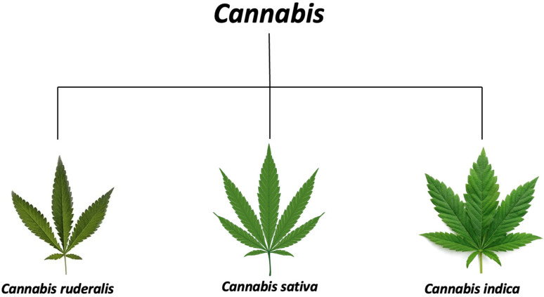 The genus cannabis and its species.