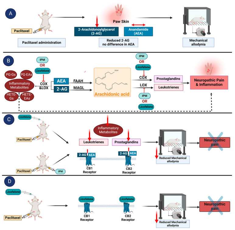 A scheme illustrating how licofelone and indomethacin plus minocycline (IPM) combination might produce antiallodynic effects in a CB receptor-dependent manner in a rodent model of paclitaxel-induced mechanical allodynia. (A) Treatment of rodents with paclitaxel reduces the endocannabinoid 2-AG without affecting AEA. The deficiency in 2-AG contributes to the development of mechanical allodynia [58]. (B) IPM and licofelone inhibit the activity of COX and LOX enzymes, reduce the conversion of 2-AG and AEA to inflammatory metabolites, and block the conversion of arachidonic acid to prostaglandins and leukotrienes. The inflammatory metabolites generated from endocannabinoids, prostaglandins, and leukotrienes could contribute to neuropathic pain symptoms and inflammation. (C) Treatment of rodents with paclitaxel-induced allodynia with either IPM or licofelone might result in increased levels of the endocannabinoids 2-AG and AEA, which produce antiallodynic activity via interactions with CB1 and CB2 receptors. The reduced inflammatory metabolites, prostaglandins, and leukotrienes after treatment with IPM or licofelone possibly contribute to their antiallodynic effects. (D) Molecular docking studies suggest that licofelone interacts directly with both CB1 and CB2 receptors to produce antiallodynic effects. Figure created by the authors using https://BioRender.com.