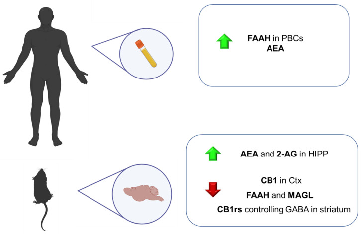 Main findings regarding the alterations of the ECS components in animal models and patients with attention deficit hyperactivity disorder. AEA: anandamide; CB1r: cannabinoid receptor 1; FAAH: fatty acid amide hydrolase; HIPP: hippocampus; Ctx: cortex.