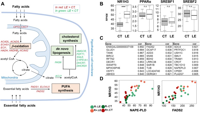 Lipid metabolism modulation in the hypothalamus in response to the LE diet and genes highly correlated to NR1H3 (LXRα). a Schematic summary of the lipid metabolism related genes found to be differentially expressed in the hypothalamus of LE group. b Boxplot of the expression of the key lipid transcription factor/nuclear receptors. c Top 30 genes which expression is correlated to NR1H3. d Co-expression plot of NR1H3 with NAPE-PLD (right) and FADS2 (left). n.s: not significant; ***: p < 0.001