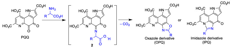 Products derived from the reaction of PQQ with amino acids such as free glutamate in the brain.