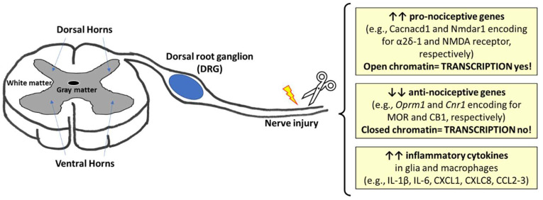The main changes in gene expression reported in preclinical models of traumatic injury of peripheral nerves. ↑ increased expression; ↓ decreased expression.