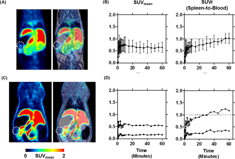 In vivo uptake of [18F]RM365 into the spleen of CD-1 mice (A, B) and Wistar rats (C, D). (A) and (C) Coronal section of a representative PET image (left), showing the averaged time frames from 0 to 60 min after intravenous administration of [18F]RM365 and PET merged with the T1w MR image (right), where the spleen region is marked with a dotted ellipse. (B) and (D) Time–activity curve (TAC) of the radiotracer uptake into the spleen in mean standardized uptake values (SUVmean) and the corresponding normalized TAC to the blood activity in the left ventricle (SUVr). Mice: n = 3, rats: n = 2, mean ± SD.