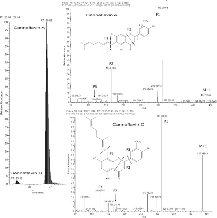 Extracted ion LC-HRMS chromatogram of Futura 75 inflorescence with the respective ful-MS2 spectra illustrating the presence of two isomeric compounds: Cannaflavin A and Cannaflavin C in Futura 75 inflorescence.