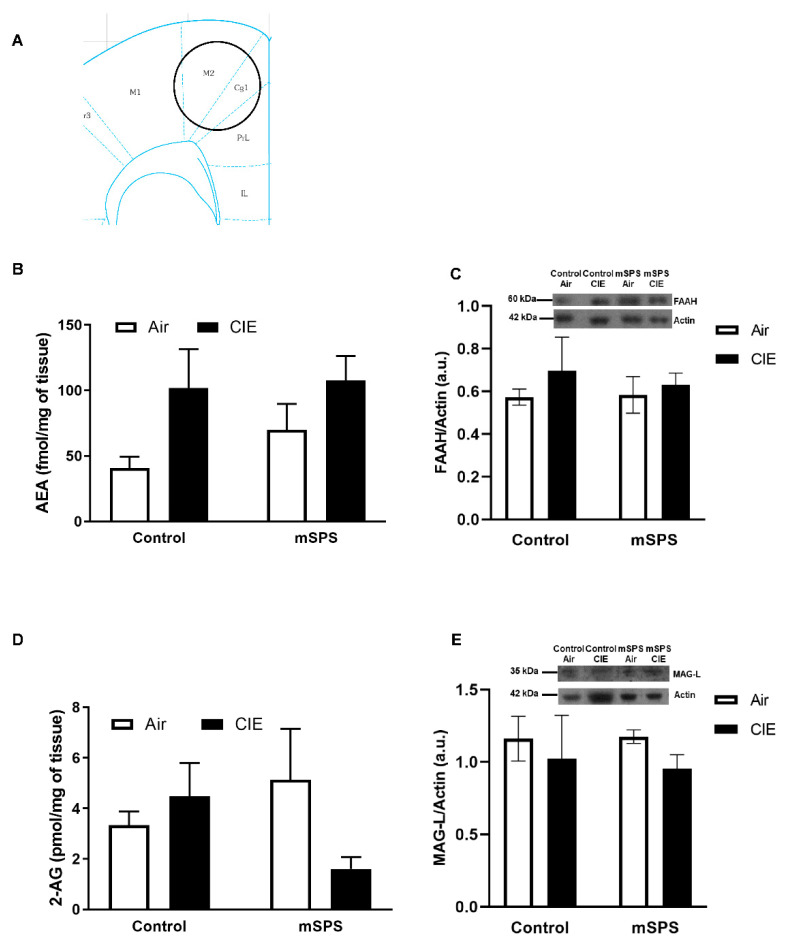 Anandamide (AEA) and 2-arachidonoylglycerol (2-AG) contents, fatty acid amide hydrolase (FAAH) and monoacylglycerol lipase (MAG-L) levels in the prefrontal cortex (PFC) after mSPS/Control or Air/CIE exposures. (A) Schematic of coronal slice where PFC tissue punches were taken bilaterally (adapted from [58]). Average (B) AEA content (Control-Air: n = 4; Control CIE: n = 7; mSPS-Air: n = 6; mSPS-CIE: n = 8) (C) FAAH levels (Control-Air: n = 6; Control CIE: n = 4; mSPS-Air: n = 5; mSPS-CIE: n = 8) (Inset: representative immunoblotting sample images; kDa kilodaltons) (D) 2-AG content (Control-Air: n = 4; Control CIE: n = 7; mSPS-Air: n = 6; mSPS-CIE: n = 8), and average (E) MAG-L levels (Control-Air: n = 7; Control CIE: n = 4; mSPS-Air: n = 4; mSPS-CIE: n = 7) in the PFC (Inset: representative immunoblotting sample images) did not change among groups after mSPS/Control or Air/CIE exposures. Data are mean ± SEM.
