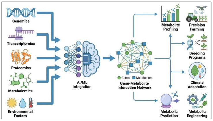 Schematic overview of artificial intelligence (AI) and machine learning (ML) applications in predicting plant metabolite production. Multi-omics data, including genomics, transcriptomics, proteomics, metabolomics, and environmental factors, are integrated through AI/ML approaches to construct gene–metabolite interaction networks. These models enable metabolite profiling and prediction, supporting downstream applications such as precision farming, breeding programs, climate adaptation, and metabolic engineering.
