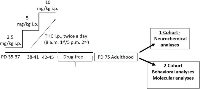 Schematic representation of adolescent tetrahydrocannabinol treatment protocol and experiment timeline.