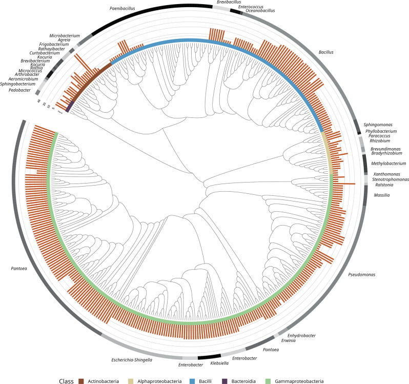 Cultured bacterial endophytic diversity in the Cannabis seed microbiome. The circular phylogenetic tree shows the 419 bacterial amplicon sequence variants (ASVs) identified through culturing. The inner color-coded stripes denote bacterial classes (e.g., Actinobacteria, Alphaproteobacteria, Bacilli, Bacteroidia, and Gammaproteobacteria), while the outer stripes annotate the corresponding genera. The orange bars quantify the number of community ASVs assigned to each isolate with > 99% sequence identity. This visualization highlights the taxonomy and phylogenetic distribution of the Cannabis seed-associated bacterial endophytes