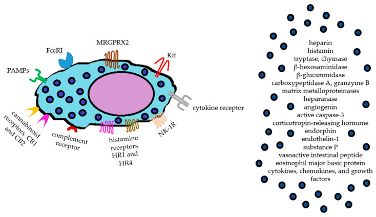Main mast cell surface receptors and list of relevant preformed mediators found in mast cell granules.