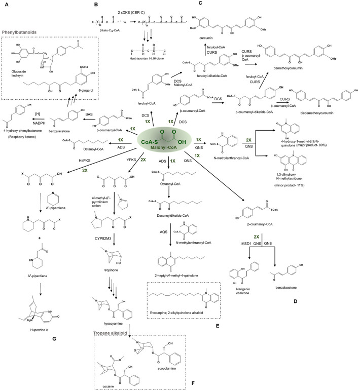 Examples of non-cyclization based -type III PKSs to produce a variety of polyketide products. Describes the reaction catalyzed by (A) Benzalacetone synthases (BAS), (B) β-Diketone Synthase (DKS), (C) Diketide- CoA synthase (DCS) and Curcumin synthase (CURS1), (D) Quinolone synthase (QNS), (E) Alkyldiketide-CoA synthase (ADS) and alkylquinolone synthase (AQS), (F) polyketide like synthase (YPKS), and (G) Polyketide synthase (HsPKS); CYP82M3, cytochrome oxidase.