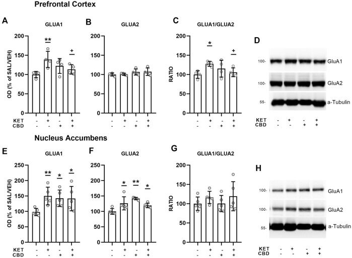 Effects of cannabidiol (CBD) treatment on ketamine (KET)-induced alterations of AMPA receptor subunit protein expression levels in the prefrontal cortex (top row) and the nucleus accumbens (bottom row). (A,E): GLUA1; (B,F): GLUA2; (C,G): GLUA1/GLUA2 ratio; (D,H): a representative band of the protein of interest and the corresponding loading marker band. Data are presented as percentage of the SAL/VEH group. The optical density (OD) of each band was divided by the corresponding loading marker. Statistical analysis was performed by two-way ANOVA (Bonferroni’s post hoc test).*p < 0.05, **p < 0.01vs SAL/VEH; + p< 0.05 vs KET/VEH (n = 4 per group).